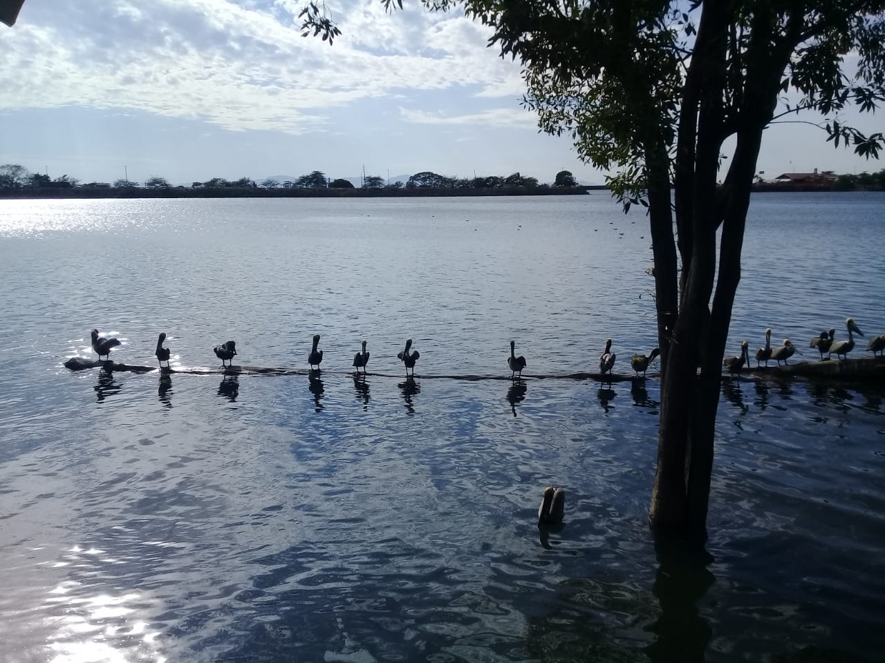 Lago con patos